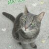 Matteo